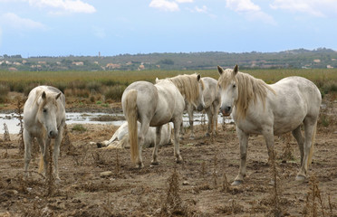 Obraz na płótnie Canvas white wild horses