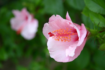 pink hibiskus blossoms - shallow depth of field © Linleo