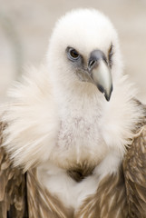 mdg-birds-12