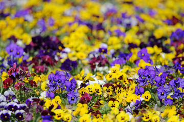 garden of violet flowers