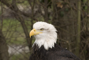 Fototapeta premium mdg-birds-14