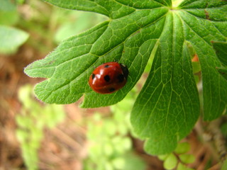 lady bird