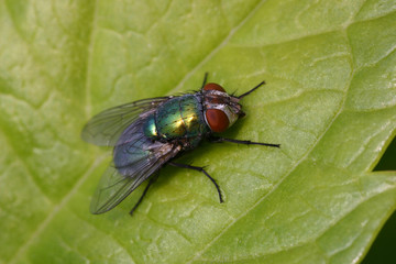resting fly