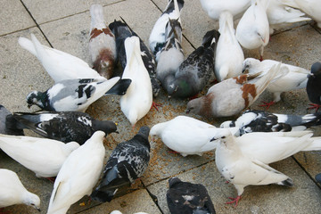 pigeons pecking seeds