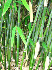 Obraz premium bamboo grove