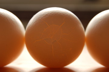 broken egg