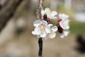 apricot blossom