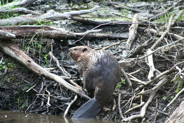 castor - patagonie © Matthieu Nicou