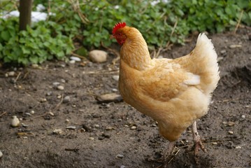 poule