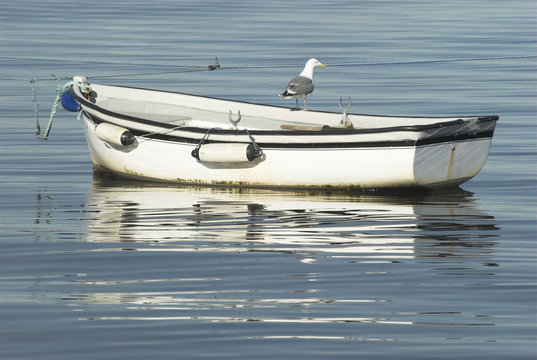 small boat and seagull
