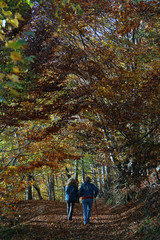 Obraz premium autunno 5