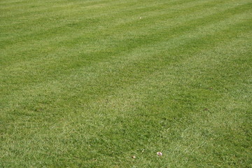 lawn of grass cut with strips pattern