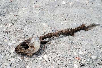 dead fish skeleton