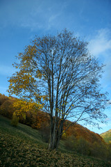 Obraz premium autunno 49