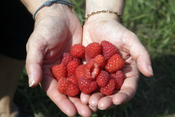 framboises dans des mains