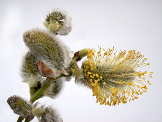 catkin