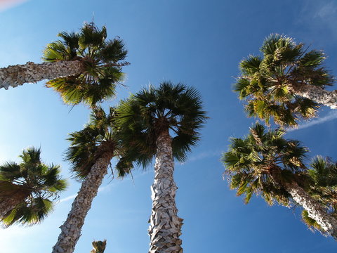 california palm trees