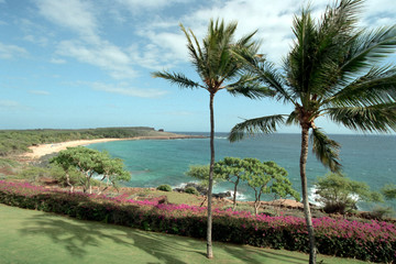 beach with palm trees