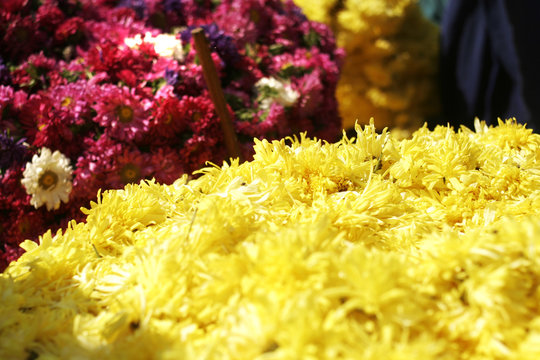 sunlit flowers