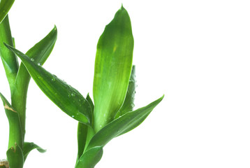 lucky chinese bamboo