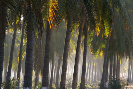 Fototapeta foggy palms