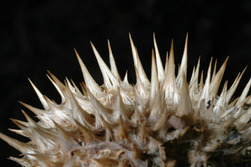 spicules