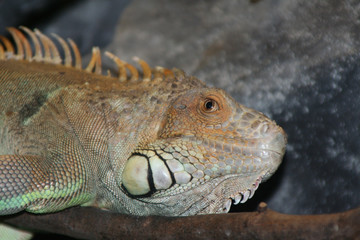 leguan