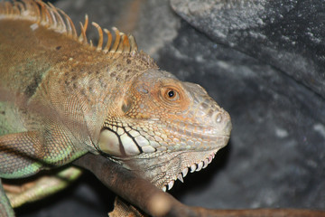 leguan