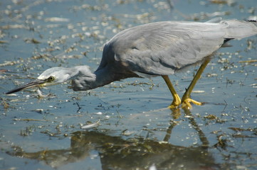 white-faced heron
