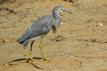 white-faced heron on the ground