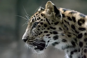 Abwaschbare Fototapete Panther wild