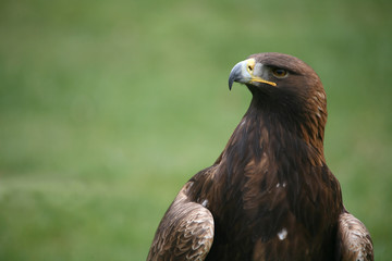 steinadler