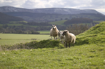 Obraz premium sheep on hillside