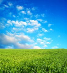 wheat field over beautiful blue sky 4