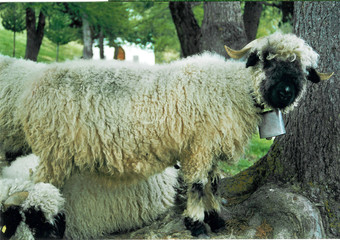schweizer schaf