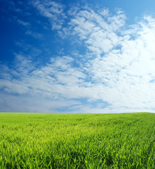 Obraz premium wheat field over beautiful blue sky 7