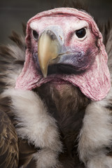 lappet faced vulture