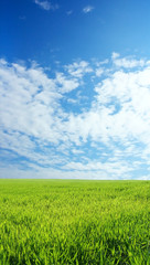 Obraz premium wheat field over beautiful blue sky 11