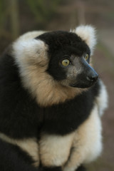 lemur