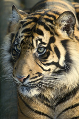 Plakat sumatran tiger