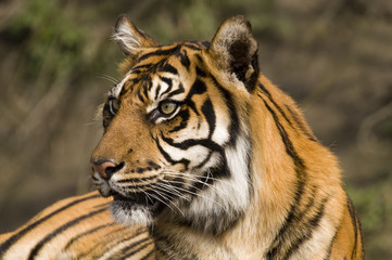 sumatran tiger