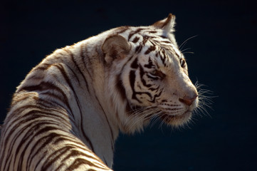 sumatran tiger