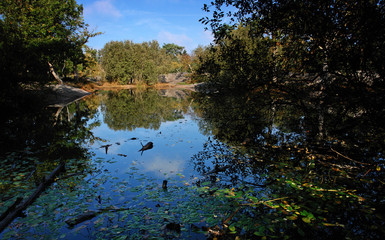 Fototapeta premium forêt de fontainebleau mare