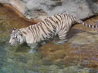 white tiger