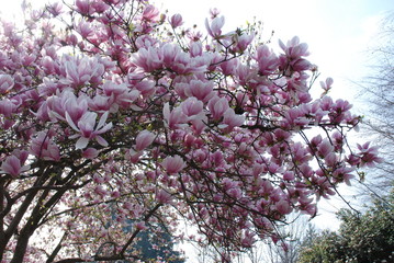 primavera