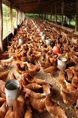 Photo sur Plexiglas Poulet produccion de huevo de gallina