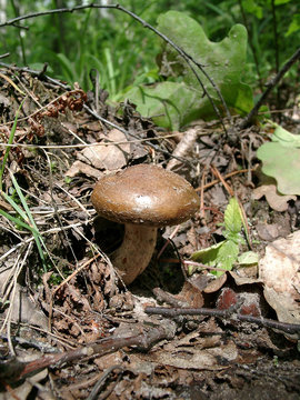 flat-cap mushroom
