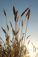 ears of wheat before harvest with insect