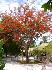 Fototapeta na wymiar albero ,maldive,loi fuji 