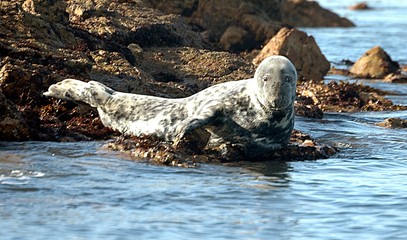 phoque veau marin © Bruno Delacotte